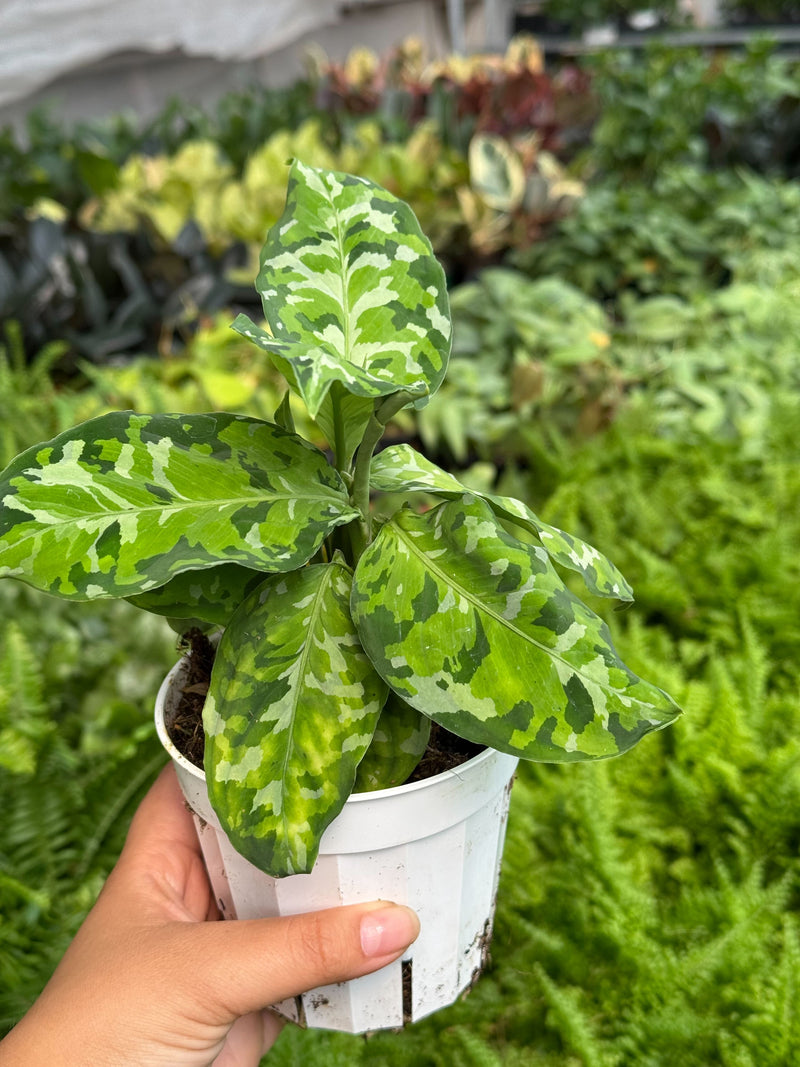 Load image into Gallery viewer, Chinese Evergreen Pictum Tricolor
