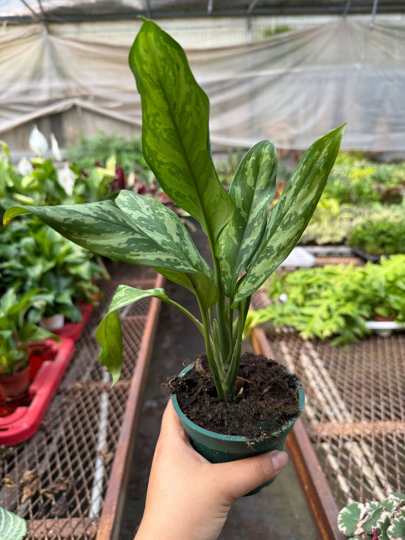 Load image into Gallery viewer, Chinese Evergreen 'Maria'
