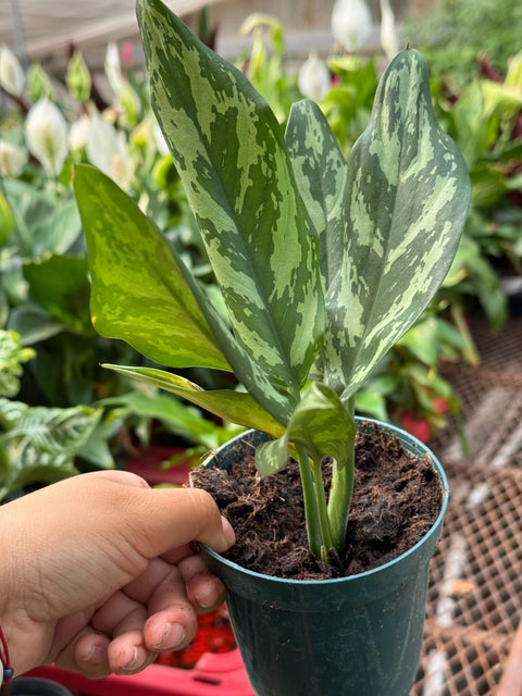 Chinese Evergreen 'Maria', additional product view 2