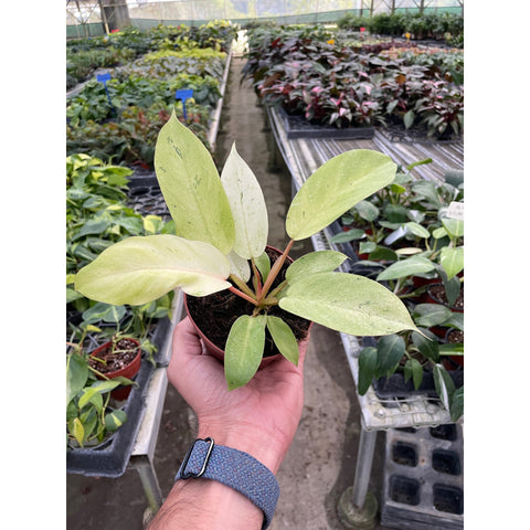 Philodendron Snowdrift