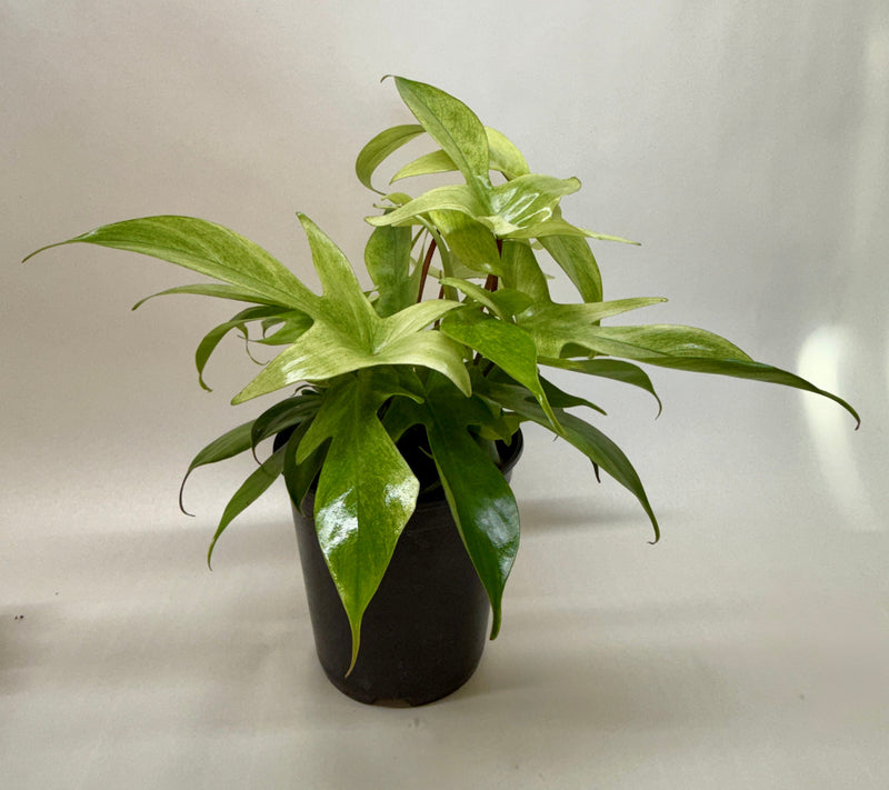 Load image into Gallery viewer, Philodendron 'Florida Ghost'
