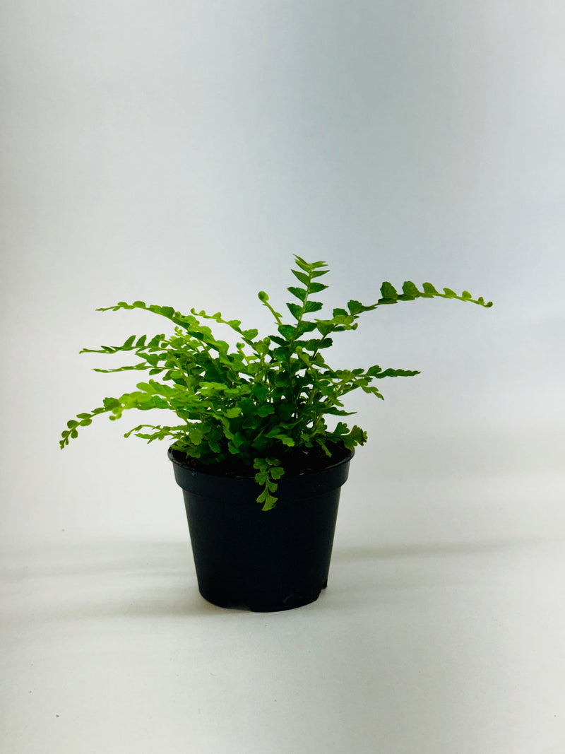 Load image into Gallery viewer, Lemon Button Fern

