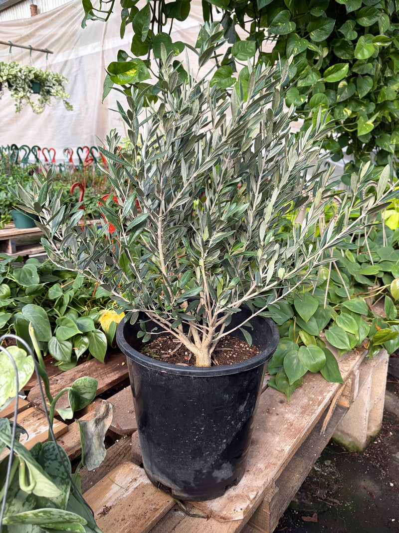 Load image into Gallery viewer, Common Olive Tree (Olea europaea)
