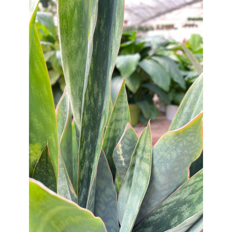 Snake Plant 'Silver Queen' - 10