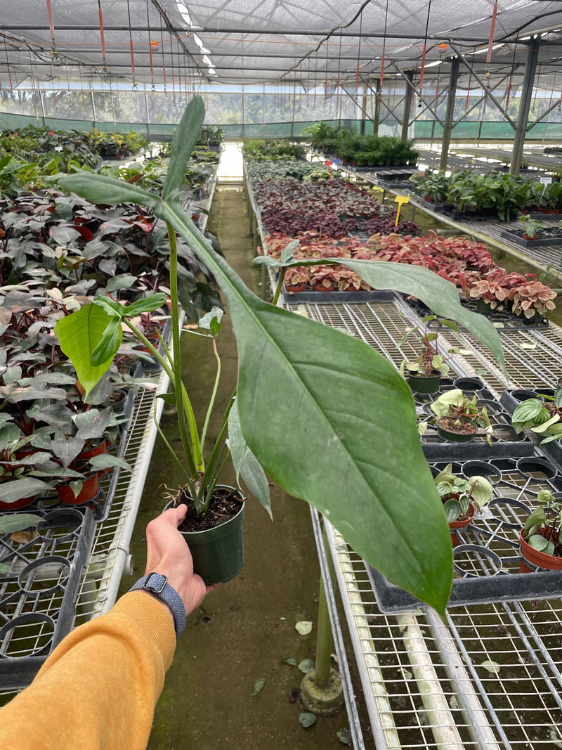 Load image into Gallery viewer, Philodendron 'Joepii'
