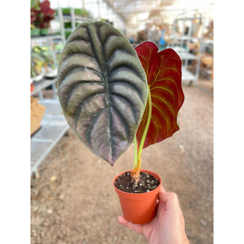 Alocasia 'Red Secret', additional product view 2