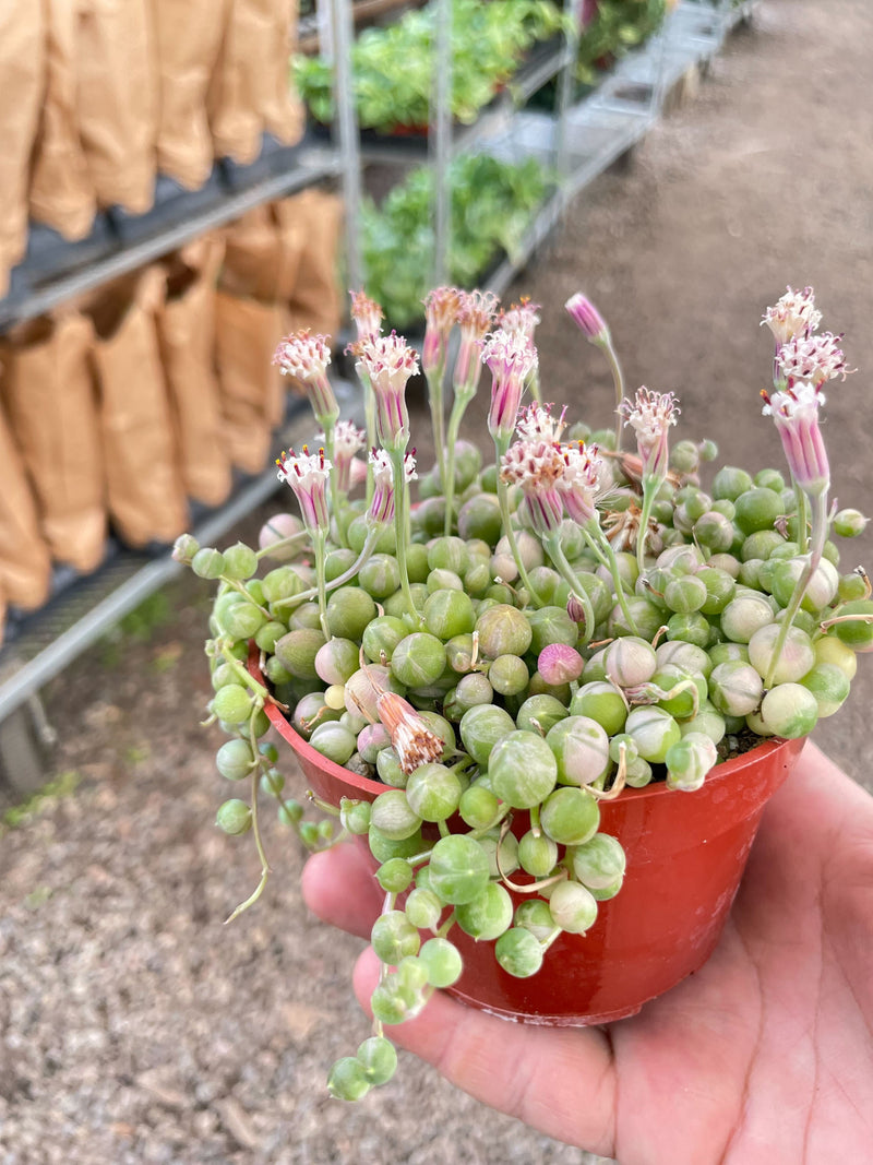 Load image into Gallery viewer, Succulent 'String of Pearls' Variegated
