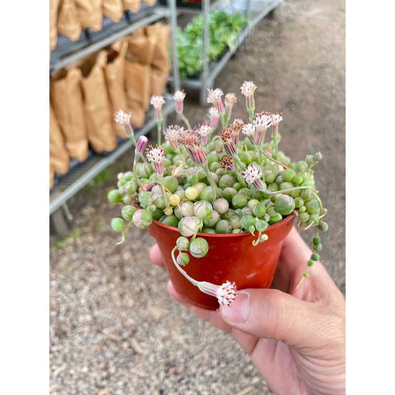 Load image into Gallery viewer, Succulent 'String of Pearls' Variegated
