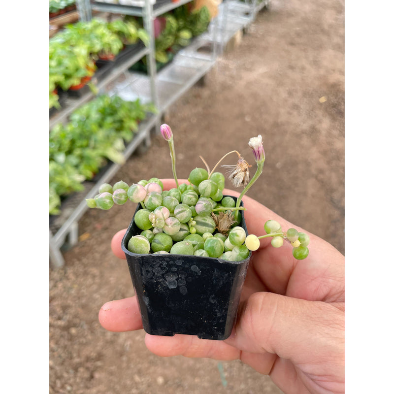 Load image into Gallery viewer, Succulent 'String of Pearls' Variegated
