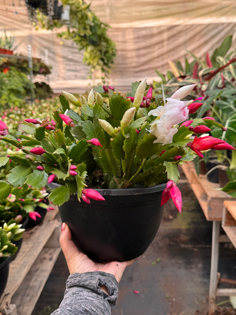 Load image into Gallery viewer, Zygocactus 'Christmas Cactus'
