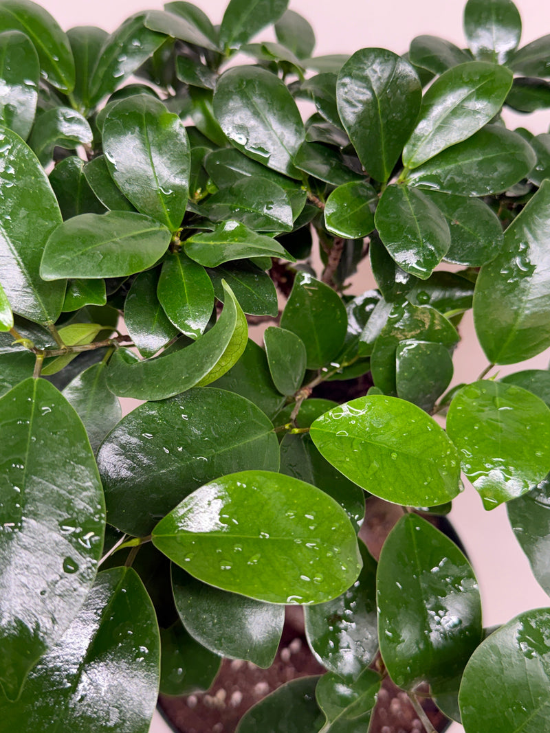 Load image into Gallery viewer, Ficus 'Ginseng'
