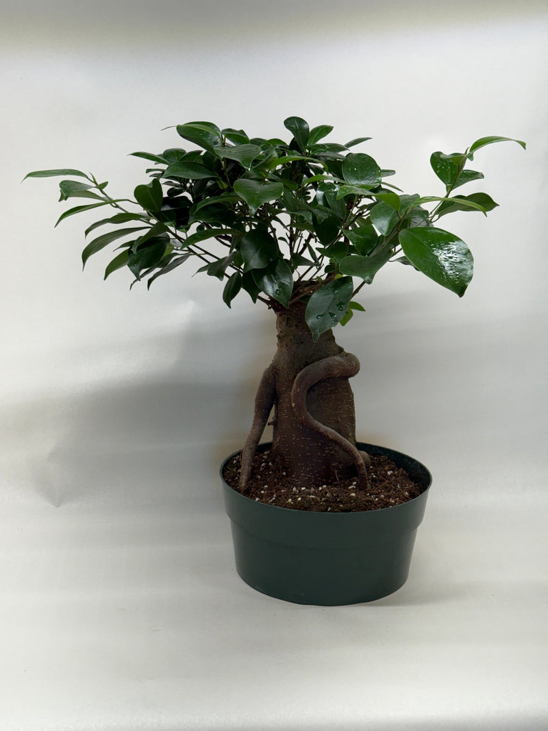 Load image into Gallery viewer, Ficus 'Ginseng'
