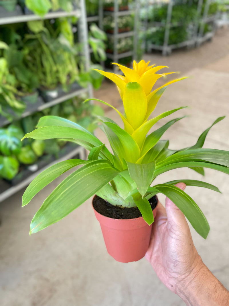 Load image into Gallery viewer, Bromeliad Guzmania 'Yellow' - 4" Pot
