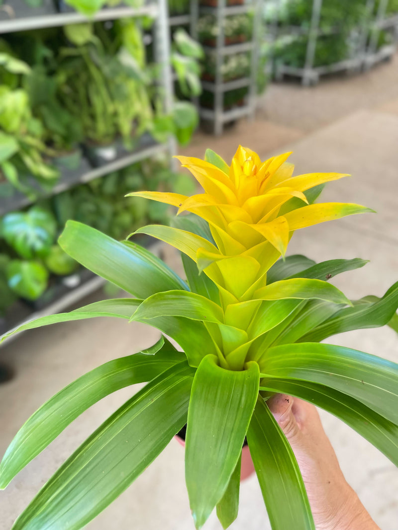 Load image into Gallery viewer, Bromeliad Guzmania 'Yellow' - 4" Pot

