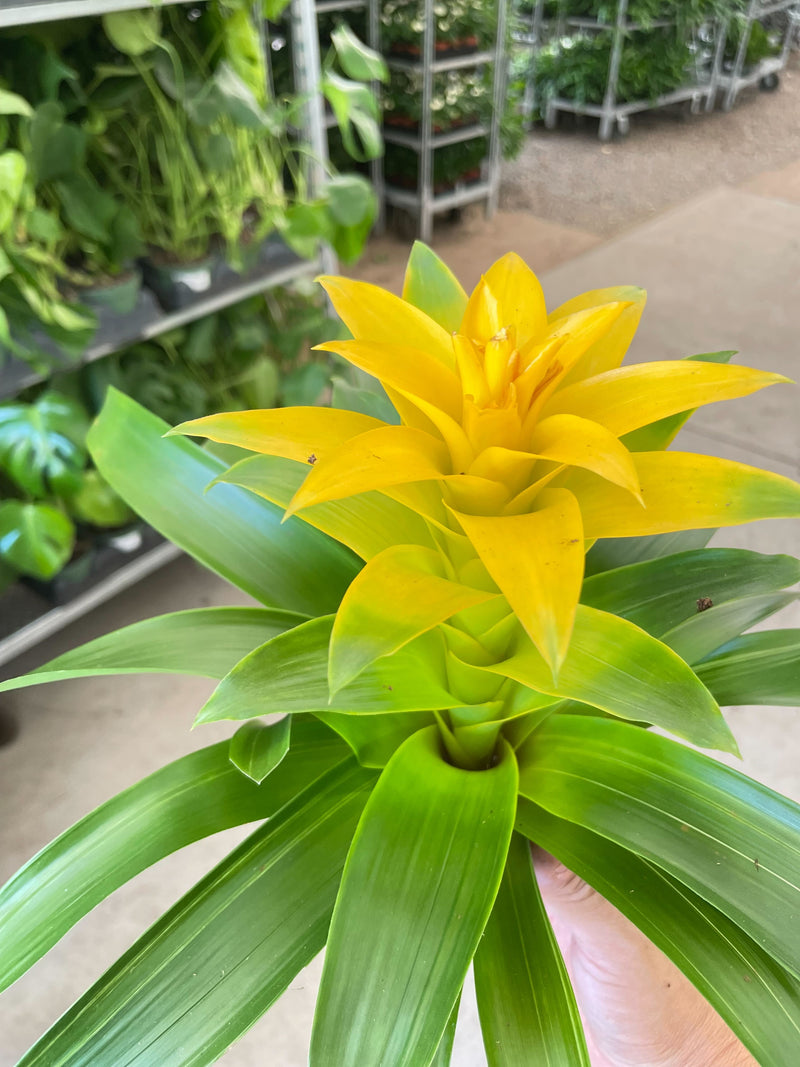 Load image into Gallery viewer, Bromeliad Guzmania 'Yellow' - 4" Pot

