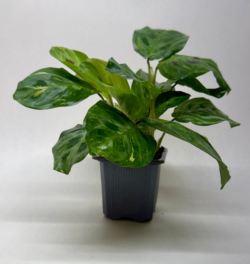 Load image into Gallery viewer, Maranta Variegated 'Beauty Kim'
