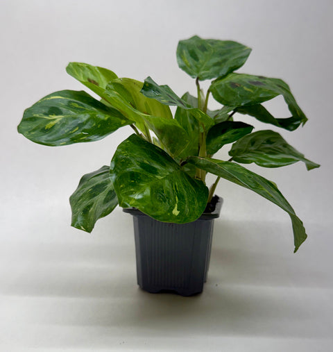 Maranta Variegated 'Beauty Kim', additional product view 2