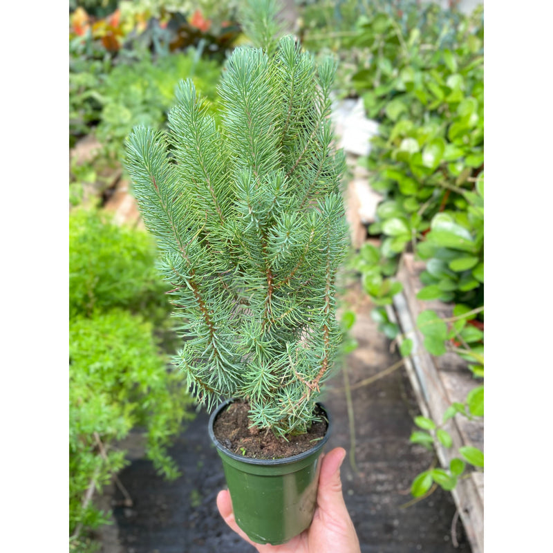 Load image into Gallery viewer, Blue Pine Trees
