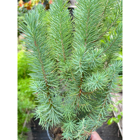 Blue pine tree