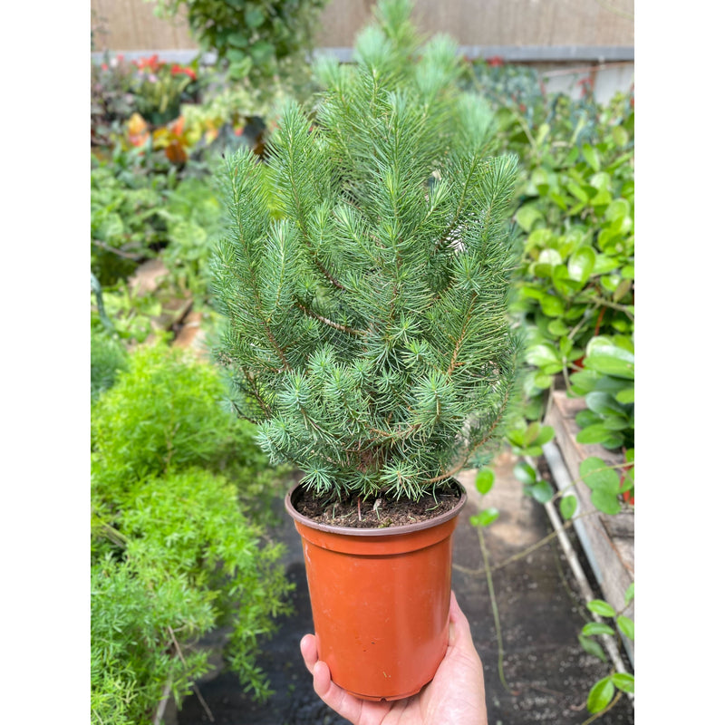 Load image into Gallery viewer, Blue Pine Trees
