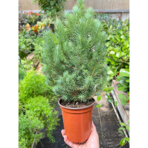 Blue Pine Trees, additional product view 2