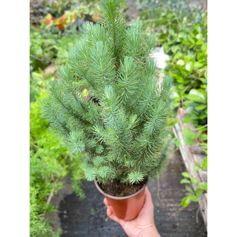 Load image into Gallery viewer, Blue Pine Trees
