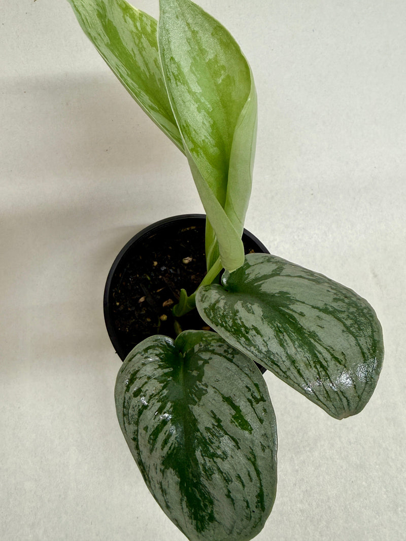 Load image into Gallery viewer, Pothos 'Silver Splash', additional product view 8
