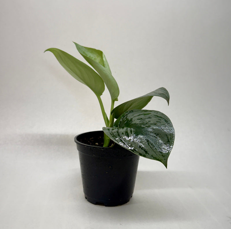 Load image into Gallery viewer, Pothos 'Silver Splash', additional product view 9
