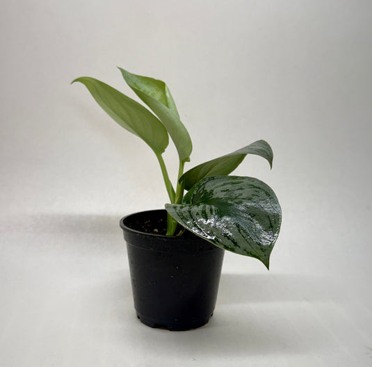 Pothos 'Silver Splash', additional product view 9