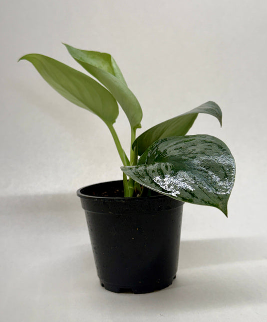 Pothos 'Silver Splash', additional product view 10