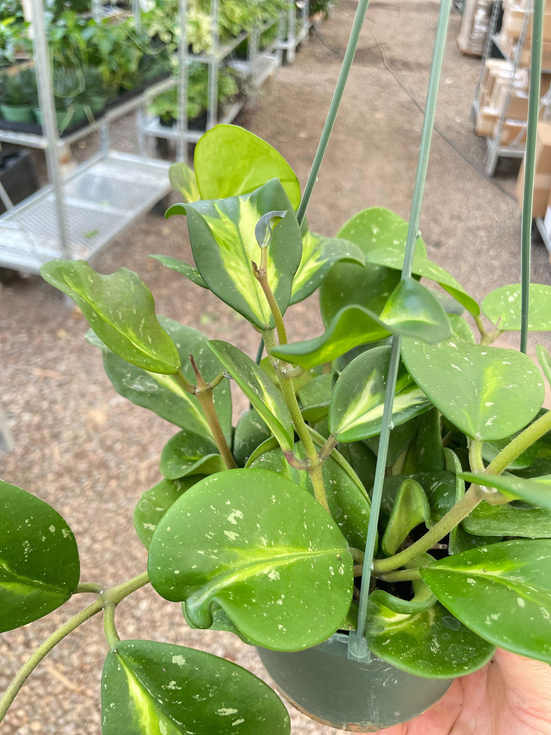 Load image into Gallery viewer, Hoya Obovata Reverse
