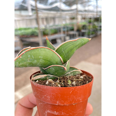 Sansevieria Samurai - 3