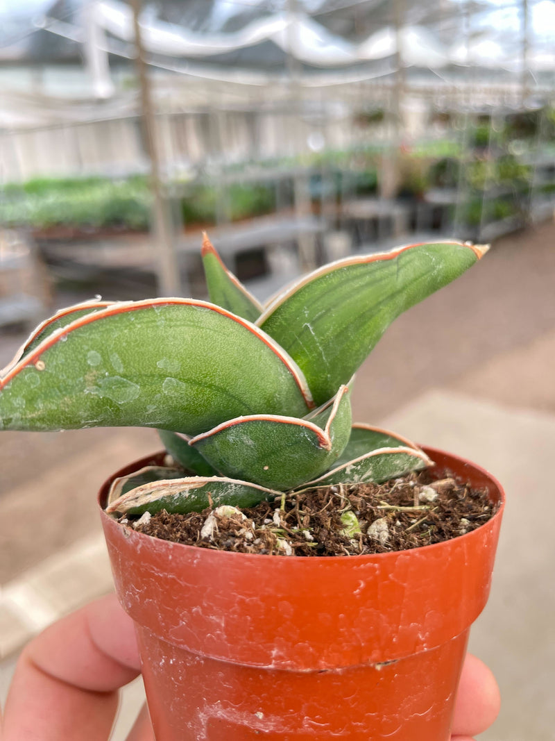 Load image into Gallery viewer, Sansevieria Samurai - 6" Pot

