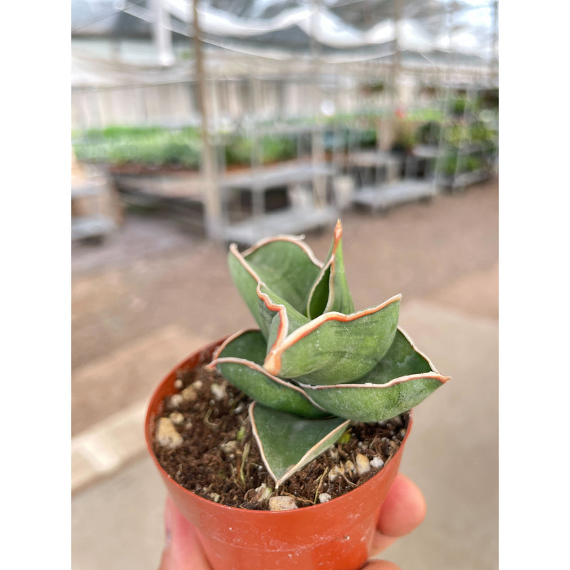 Load image into Gallery viewer, Sansevieria Samurai - 3" Pot

