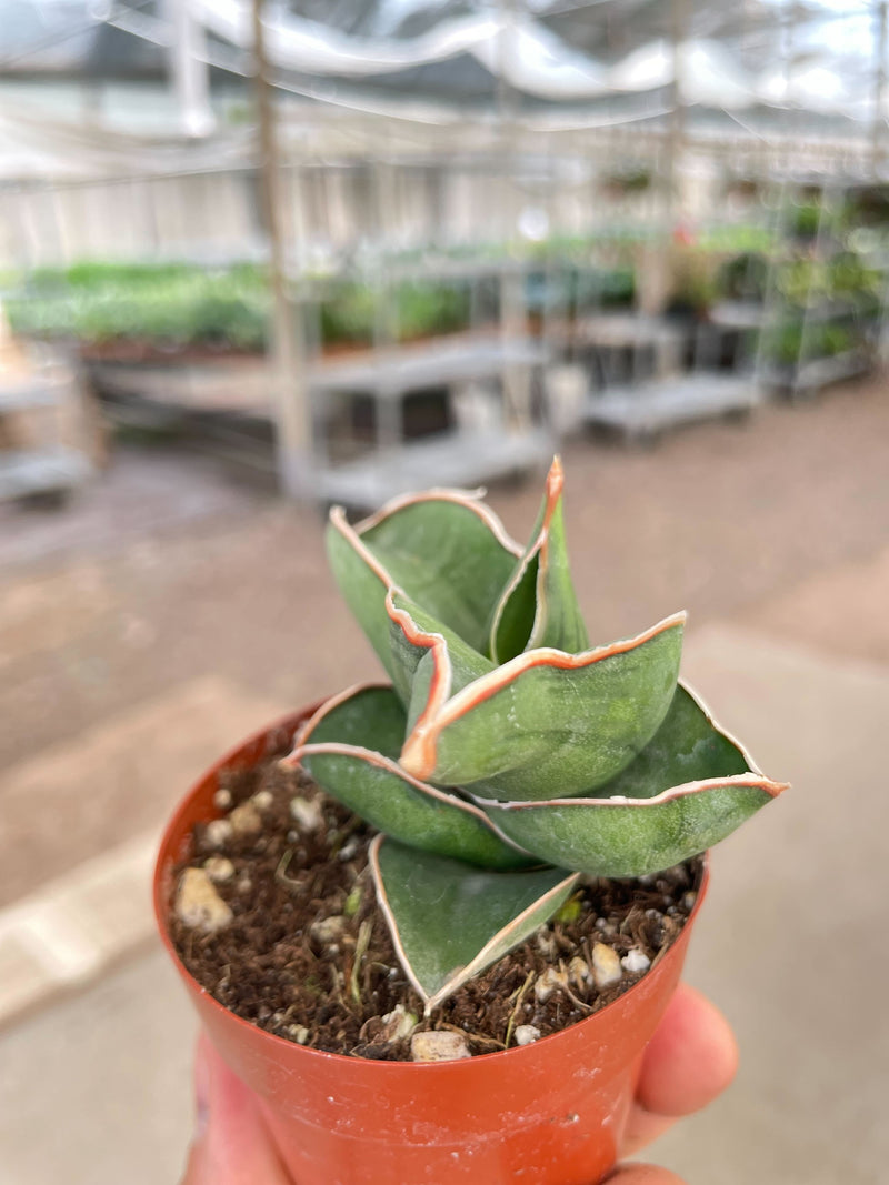 Load image into Gallery viewer, Sansevieria Samurai - 6" Pot
