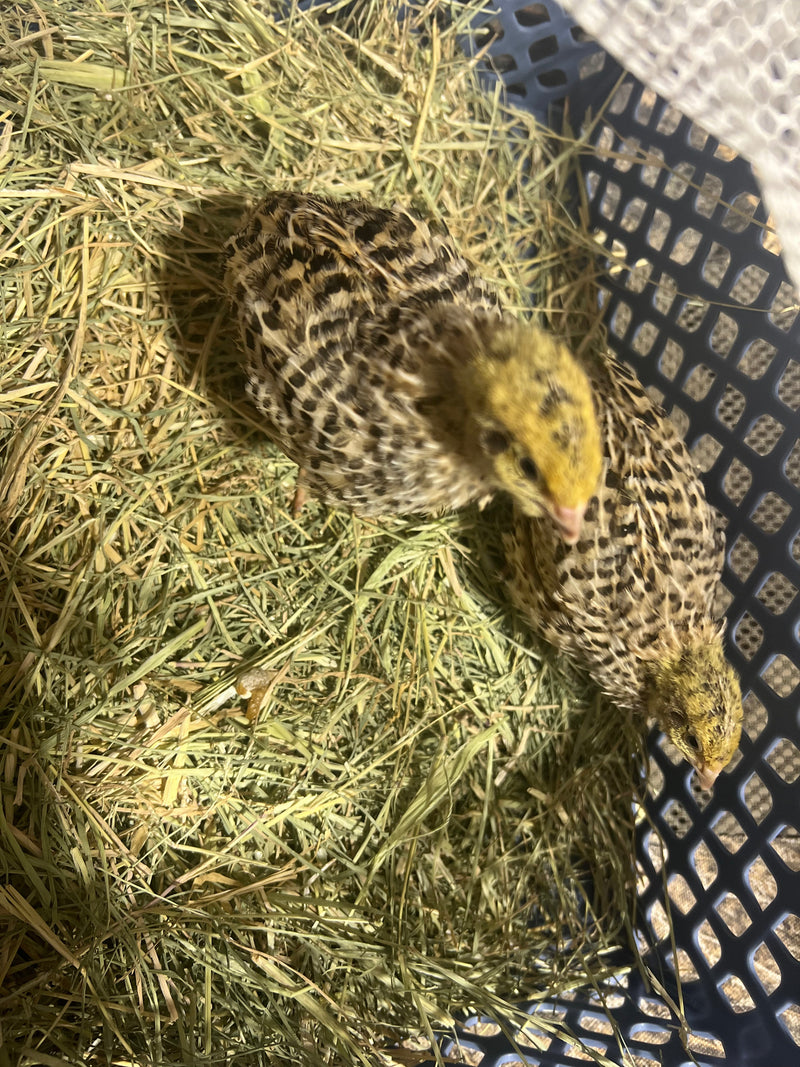 Load image into Gallery viewer, Jumbo Italian Quail Hatching Eggs
