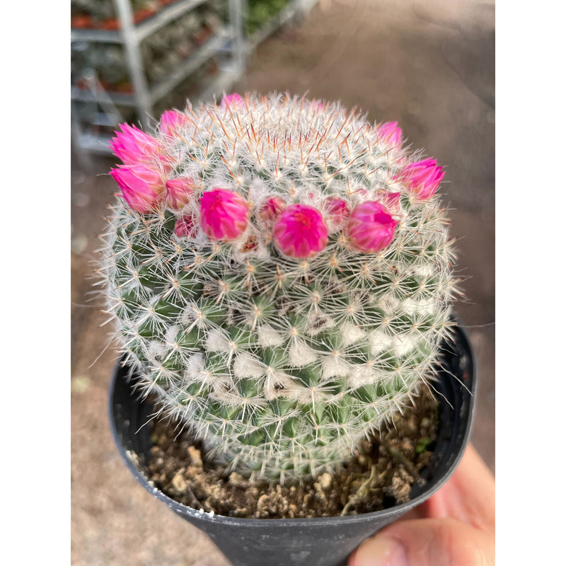 Load image into Gallery viewer, Mammillaria Hahniana Cactus
