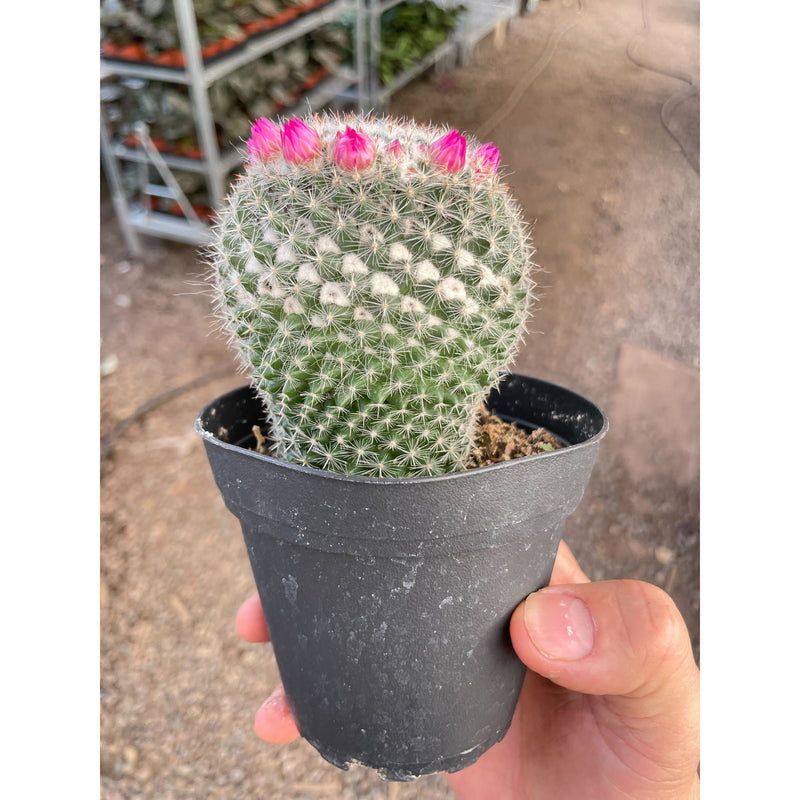 Load image into Gallery viewer, Mammillaria Hahniana Cactus
