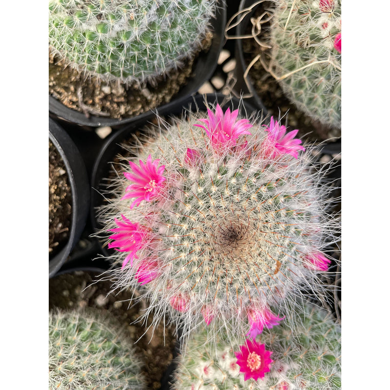 Load image into Gallery viewer, Mammillaria Hahniana Cactus
