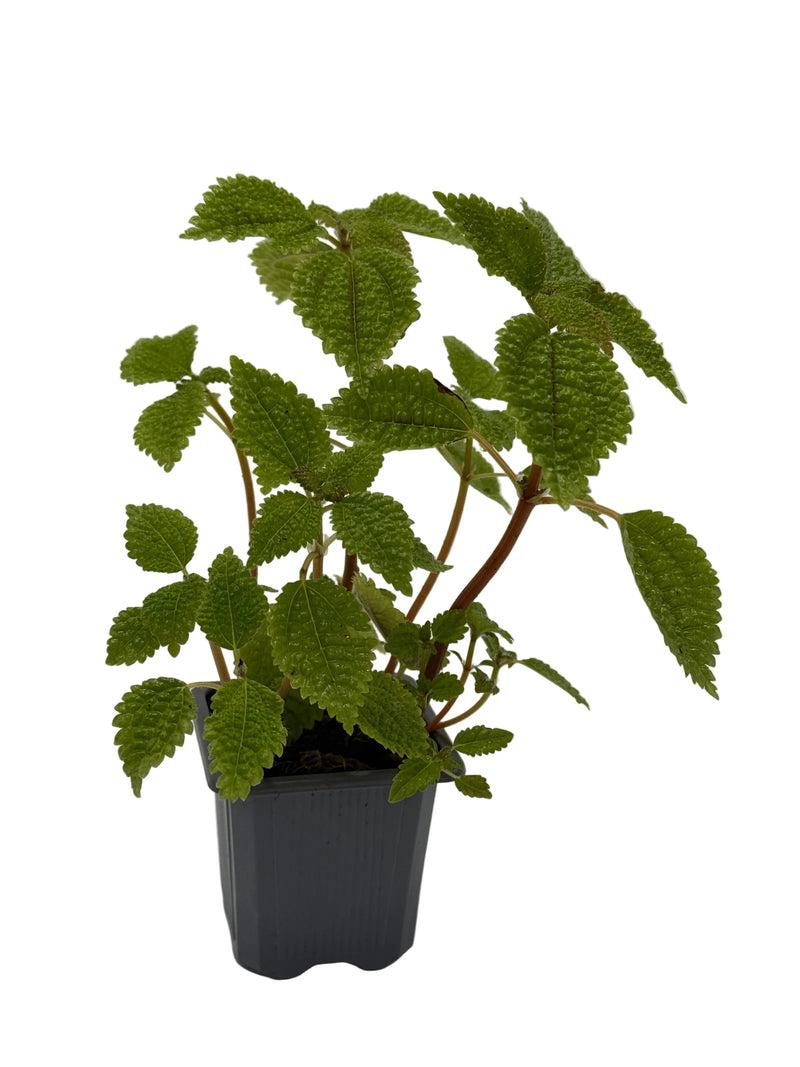 Load image into Gallery viewer, Pilea 'Moon Valley'
