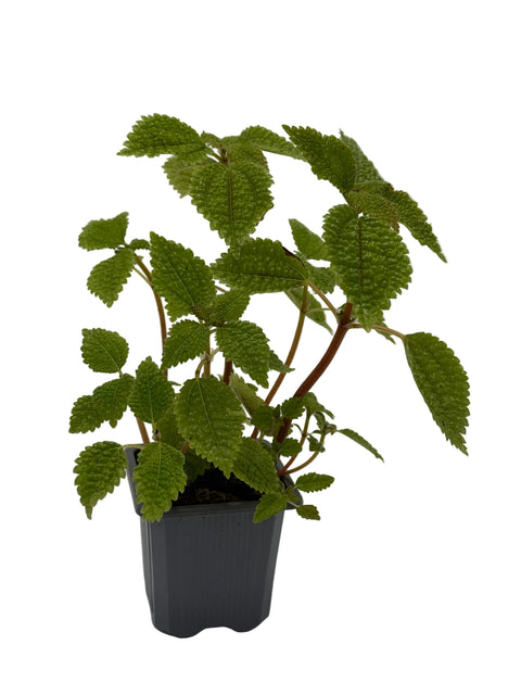 Pilea 'Moon Valley'