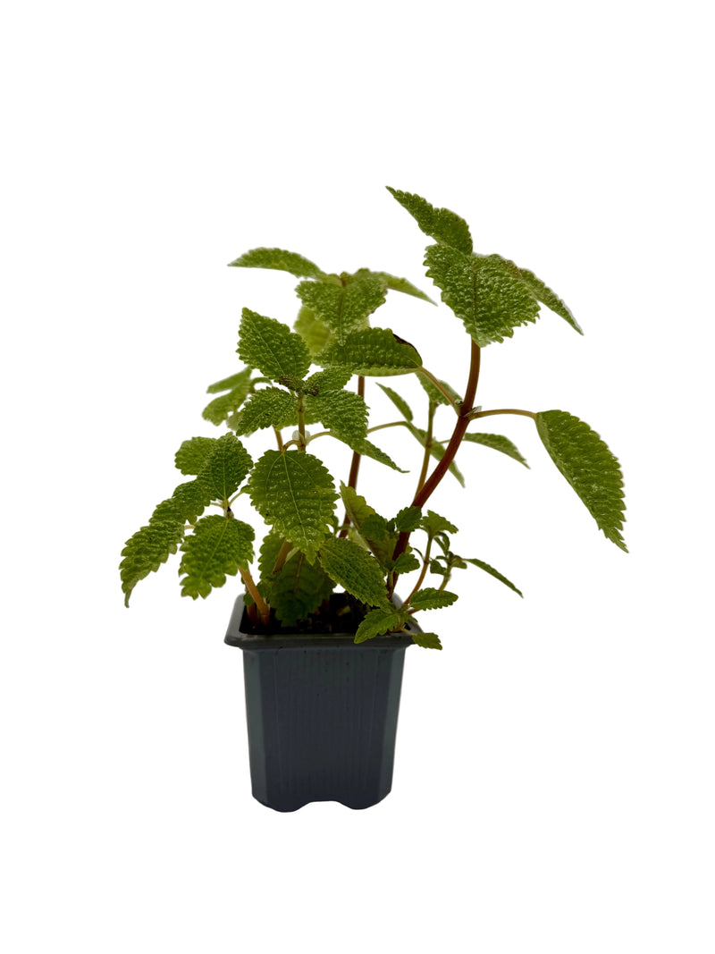 Load image into Gallery viewer, Pilea 'Moon Valley'
