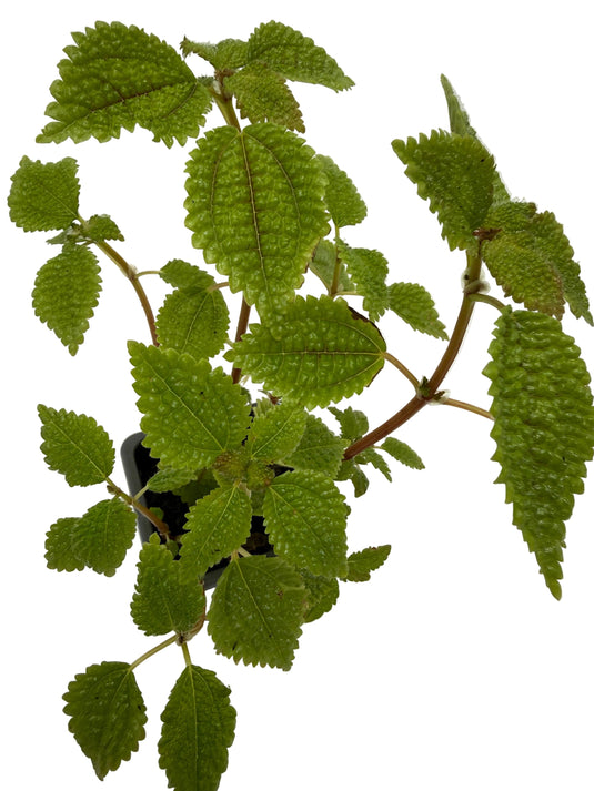 Pilea 'Moon Valley'