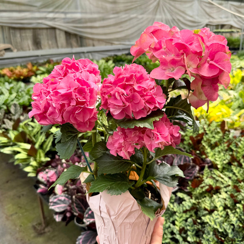Load image into Gallery viewer, Pink Hydrangea
