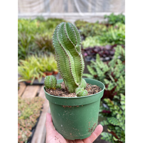 Euphorbia Mother Hubbard cactus, 6-inch pot