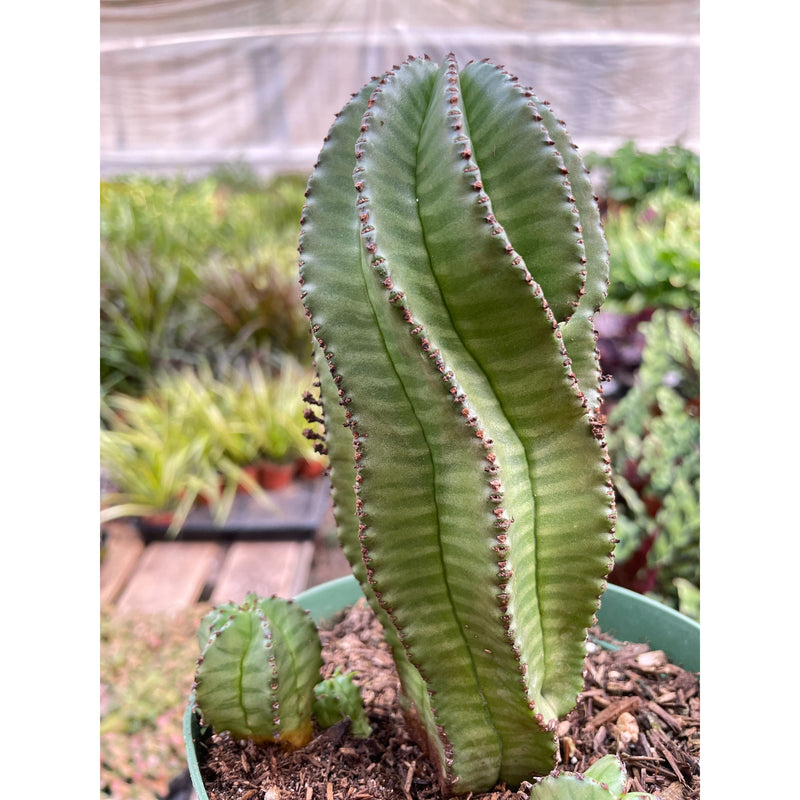 Load image into Gallery viewer, Euphorbia Mother Hubbard Cactus - 6" Pot
