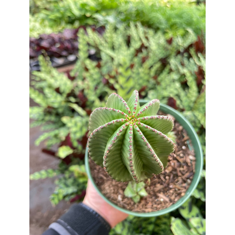Load image into Gallery viewer, Euphorbia Mother Hubbard Cactus - 6" Pot
