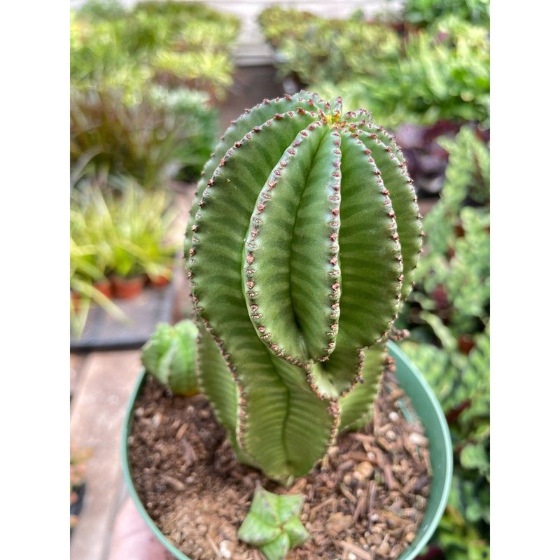 Load image into Gallery viewer, Euphorbia Mother Hubbard Cactus - 6" Pot
