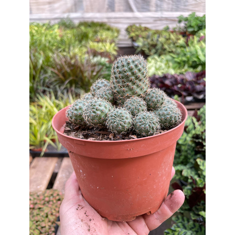 Load image into Gallery viewer, Rebutia Deminuta Sanguinea Cactus
