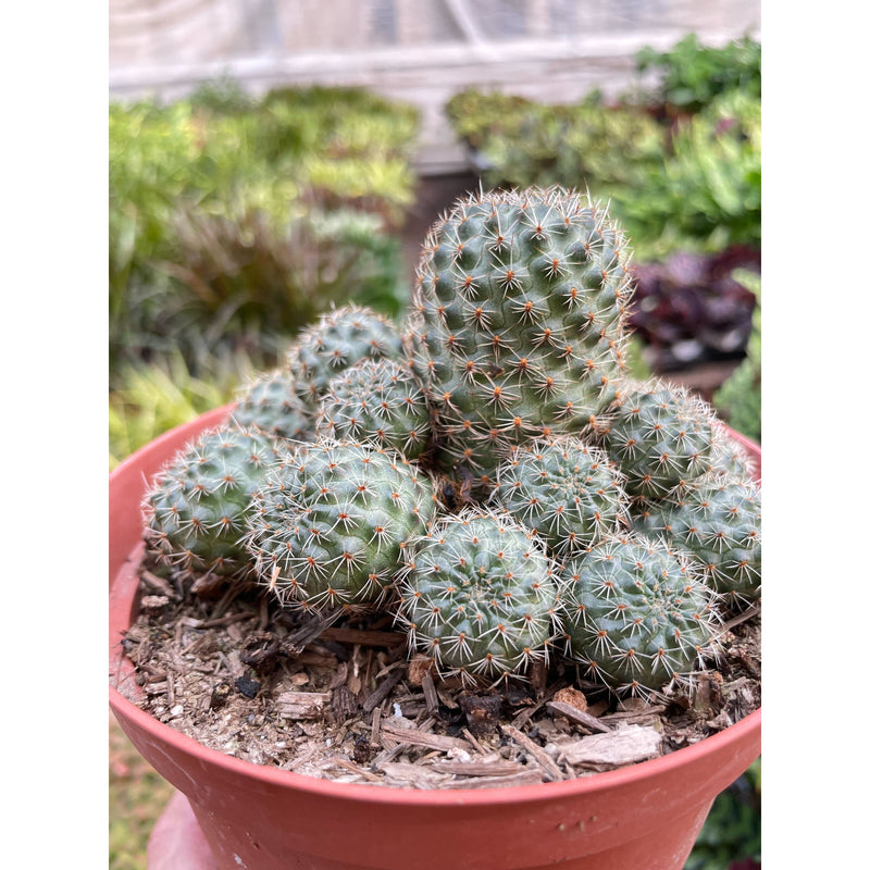 Load image into Gallery viewer, Rebutia Deminuta Sanguinea Cactus
